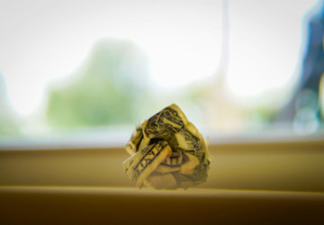 What if RFK Jr. is Right About Fraud&nbsp;Waste?